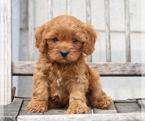 Cavapoo Puppy for sale in FREDERICKSBG, OH, USA