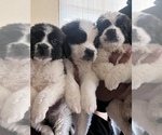 Small #2 Saint Bernard