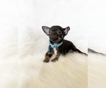 Small #2 Chihuahua