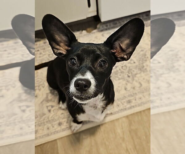 Medium Photo #5 Dachshund-Unknown Mix Puppy For Sale in Arlington, WA, USA