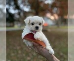 Small Photo #2 Maltipoo Puppy For Sale in CHESAPEAKE, VA, USA
