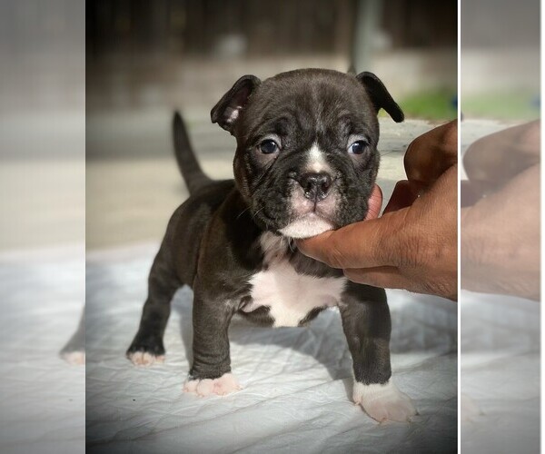 Medium Photo #14 American Bully Puppy For Sale in VACAVILLE, CA, USA