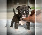Small Photo #14 American Bully Puppy For Sale in VACAVILLE, CA, USA