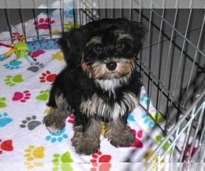 Havashire Puppy for sale in ORO VALLEY, AZ, USA