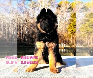 German Shepherd Dog Puppy for sale in GADSDEN, AL, USA
