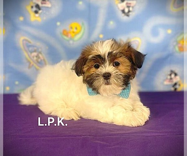 View Ad MalShi Puppy for Sale near Louisiana, WINNSBORO, USA. ADN831409