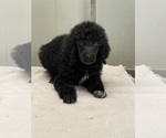 Small Photo #4 Poodle (Standard) Puppy For Sale in BURNSVILLE, NC, USA
