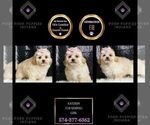 Puppy Katzkin Shihpoo Cavapoo