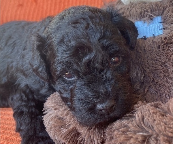 Medium Photo #4 Poodle (Miniature)-Whoodle Mix Puppy For Sale in WHITNEY, TX, USA
