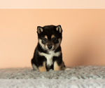 Small Photo #4 Shiba Inu Puppy For Sale in MILLERSBURG, IN, USA