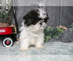 Small Photo #4 Shih Tzu Puppy For Sale in CLARE, MI, USA