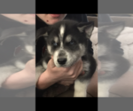 Small Photo #6 Siberian Husky Puppy For Sale in WASHBURN, WI, USA