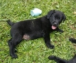 Small Photo #2 Labrador Retriever Puppy For Sale in WACO, GA, USA