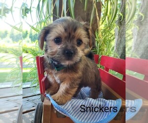 Shorkie Tzu Puppy for Sale in STANTON, Michigan USA