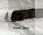Small Photo #4 American Staffordshire Terrier-Boxer Mix Puppy For Sale in SCOBEY, MS, USA