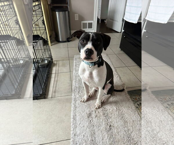 Medium Photo #1 Mutt Puppy For Sale in Germantown, OH, USA