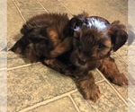Small Photo #24 YorkiePoo Puppy For Sale in SEYMOUR, IN, USA