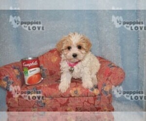 Maltipoo Puppy for sale in SANGER, TX, USA