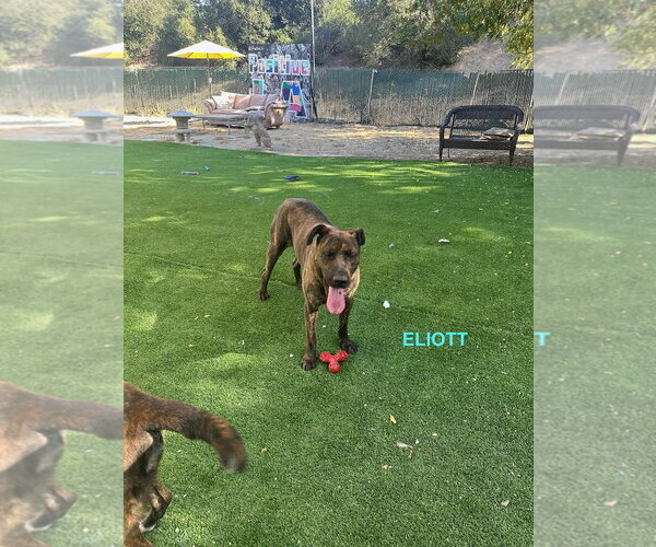 Medium Photo #9 Holland Shepherd-Plott Hound Mix Puppy For Sale in Woodland Hills, CA, USA