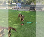 Small Photo #9 Holland Shepherd-Plott Hound Mix Puppy For Sale in Woodland Hills, CA, USA
