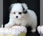 Small #2 Maltipom