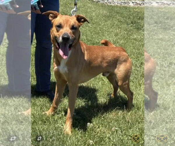 Medium Photo #1 Mutt Puppy For Sale in Rustburg, VA, USA