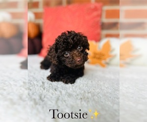 Poodle (Toy) Puppy for Sale in MURFREESBORO, Tennessee USA