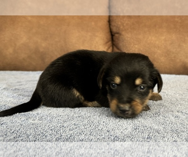 Medium Photo #1 Dorgi-Pembroke Welsh Corgi Mix Puppy For Sale in TEXARKANA, AR, USA