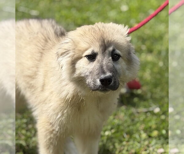 Medium Photo #1 German Shepherd Dog-Great Pyrenees Mix Puppy For Sale in Yardley, PA, USA