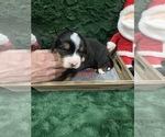 Small Photo #3 Bernese Mountain Dog Puppy For Sale in GREEN FOREST, AR, USA