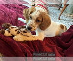 Small #1 Brittany-English Setter Mix