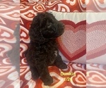 Puppy Dunkin Aussiedoodle