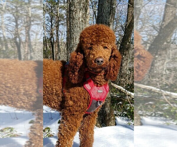 Medium Photo #1 Poodle (Standard) Puppy For Sale in CLEVER, MO, USA