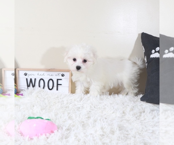 Medium Photo #2 Maltese Puppy For Sale in MOUNT VERNON, OH, USA