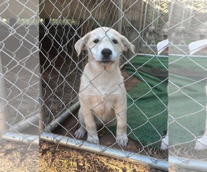 Shay - Female Mutt Dog for Adoption - Photo #4
