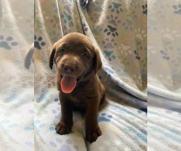 Medium Photo #1 Labrador Retriever Puppy For Sale in BLACKSBURG, SC, USA