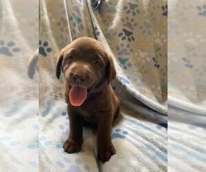 Labrador Retriever Puppy for Sale in BLACKSBURG, South Carolina USA