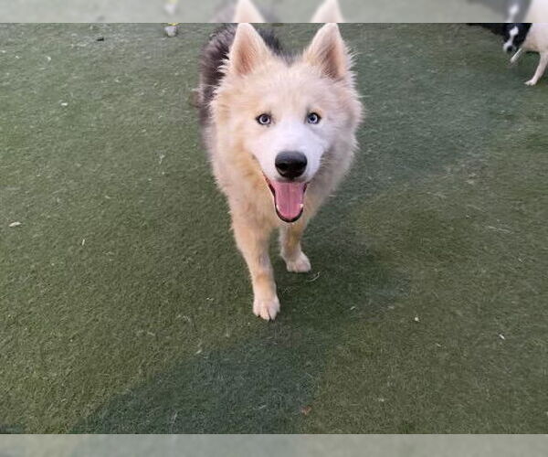 Medium Photo #2 Siberian Husky Puppy For Sale in Newport Beach, CA, USA