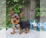 Small #1 Yorkshire Terrier