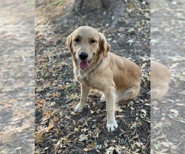 Medium Photo #1 Golden Retriever Puppy For Sale in COLVILLE, WA, USA