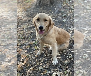 Mother of the Golden Retriever puppies born on 06/02/2025