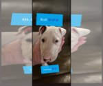 Puppy LOUIE Bull Terrier