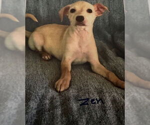 Mutt Dogs for adoption in Oak Bluffs, MA, USA