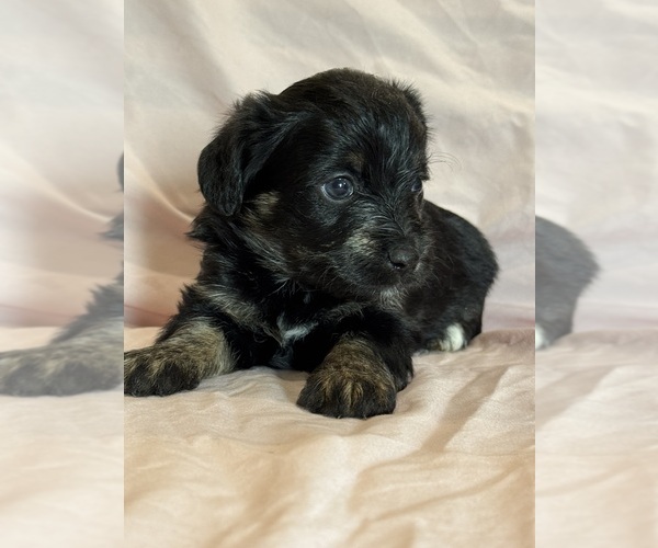 Medium Photo #14 Corgipoo Puppy For Sale in LONGMONT, CO, USA