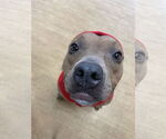 Small #19 American Pit Bull Terrier