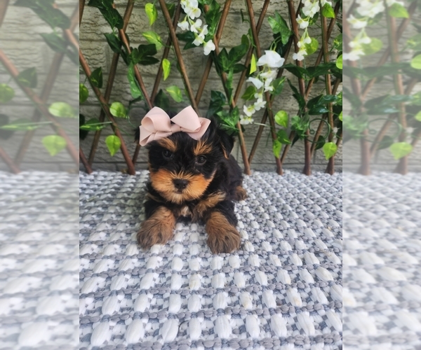 Medium Photo #2 Morkie Puppy For Sale in INDIANAPOLIS, IN, USA