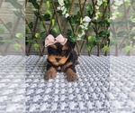 Small #1 Morkie