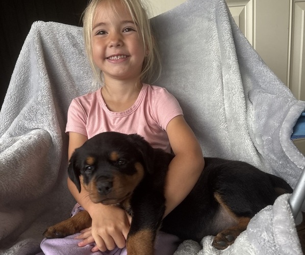 Medium Photo #5 Rottweiler Puppy For Sale in GILBERT, WV, USA