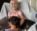 Small #4 Rottweiler
