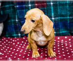 Small Photo #5 Dachshund Puppy For Sale in WAKARUSA, IN, USA